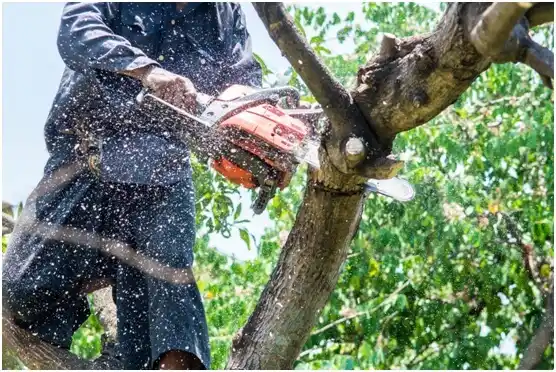 tree services Stafford